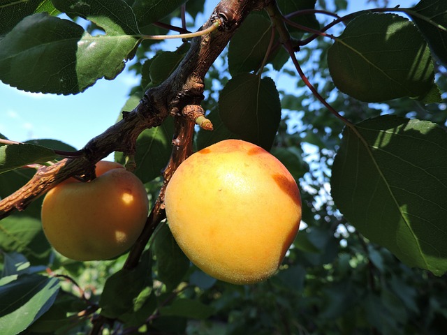 Wachau Apricot (Wachauer Marille) in Wachau, Austria