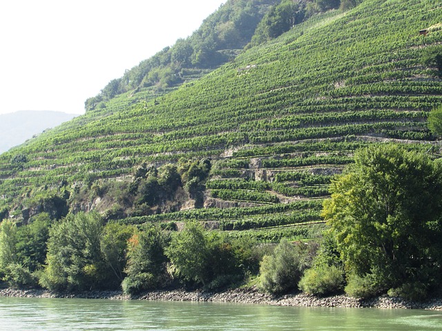 Wine Terraces in Wachau, Austria