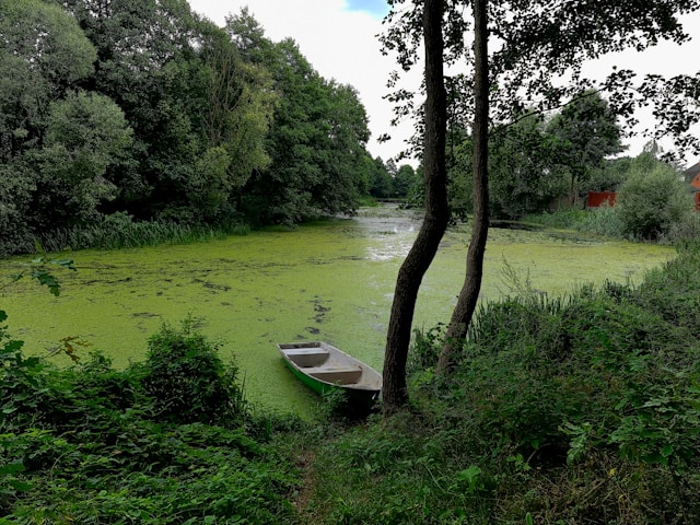 Belavezhskaya Pushcha National Park in Brest, Belarus