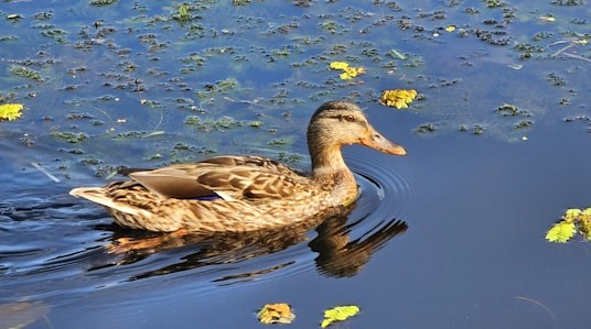 Brest City Park (May 1st Park) in Brest, Belarus