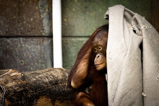 Aalborg Zaoo in Aalborg, Denmark