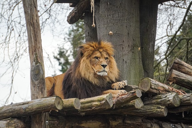 Heidelberg Zoo in Heidelberg, Germany