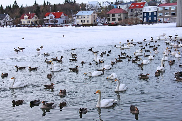 Tjornin Pond in Reykjavik, Iceland