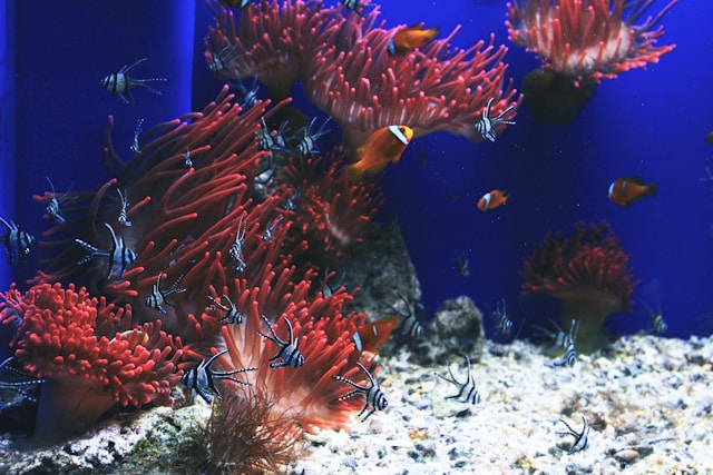 Aquarium of Genoa in Genoa, Italy