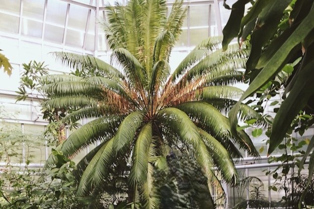 Botanical Garden UPJS in Kosice, Slovakia