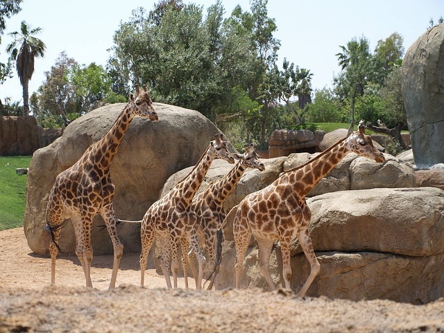 Bioparc Valencia in Valencia, Spain