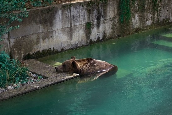Bear Park Baerenpark in Bern, Switzerland