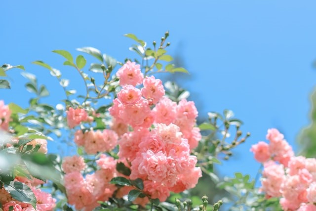 Rosengarten Rose Garden in Bern, Switzerland