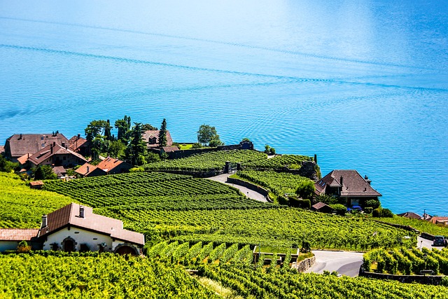 Lavaux Vineyards Terrace Walk in Montreux, Switzerland