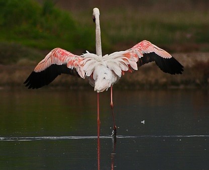 Izmir Wildlife Park in Izmir, Turkey