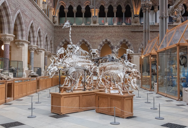 Oxford University Museum of Natural History in Oxford, United Kingdom